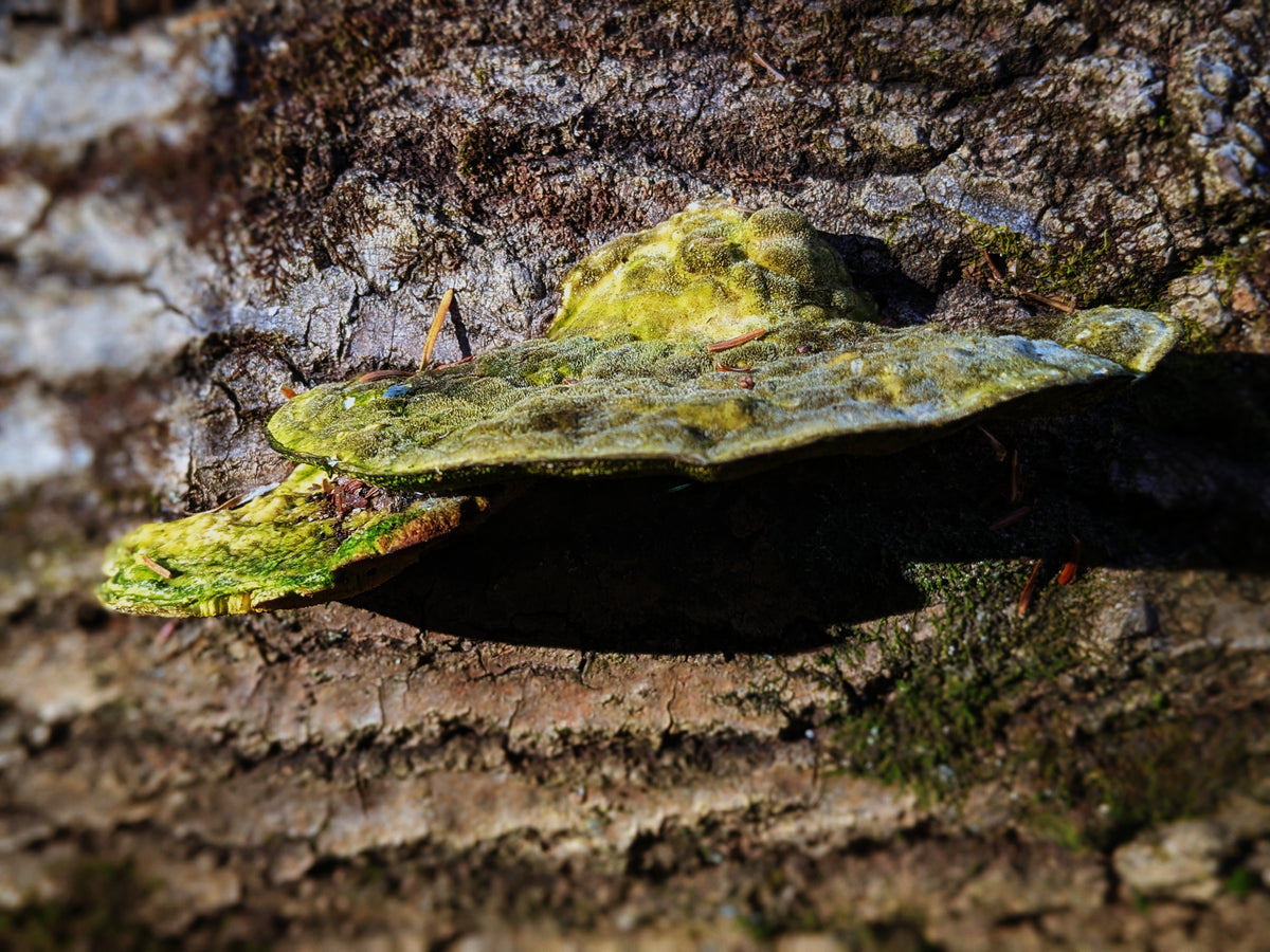 GEOSMIN perfume oil — petrichor, earth after rain, and geosmin