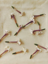 Load image into Gallery viewer, Ghost Flower. solid perfume with in house extract of wild fresh monotropa uniflora, "ghost pipe," "ghost plant." Rare, limited quantity. December 2022