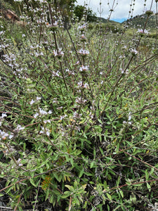 'Thor' Sage Seeds, Wild, De Luz. Hybrid of white and black sage. Open pollinated Salvia apiana x mellifera.