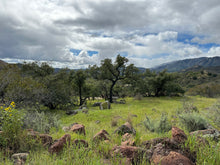 Load image into Gallery viewer, Fresh ripe Engelmann Oak acorns (endangered species). Viable live seeds of Quercus engelmannii. Grow your own Engelmann Oak.