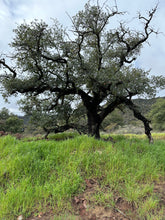 Load image into Gallery viewer, Fresh ripe Engelmann Oak acorns (endangered species). Viable live seeds of Quercus engelmannii. Grow your own Engelmann Oak.