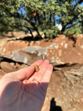 Load image into Gallery viewer, Fresh ripe Engelmann Oak acorns (endangered species). Viable live seeds of Quercus engelmannii. Grow your own Engelmann Oak.