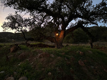 Load image into Gallery viewer, Fresh ripe Engelmann Oak acorns (endangered species). Viable live seeds of Quercus engelmannii. Grow your own Engelmann Oak.