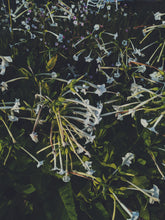 Load image into Gallery viewer, Ghost Flower. solid perfume with in house extract of wild fresh monotropa uniflora, "ghost pipe," "ghost plant." Rare, limited quantity. December 2022