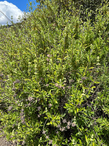 Black Sage Seeds, Wild. Open pollinated Salvia mellifera
