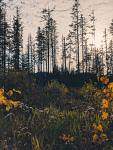 Load image into Gallery viewer, Meadow. Natural perfume fixative by Wild Veil. meadow base notes.