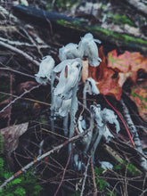Load image into Gallery viewer, Ghost Flower. solid perfume with in house extract of wild fresh monotropa uniflora, "ghost pipe," "ghost plant." Rare, limited quantity. December 2022