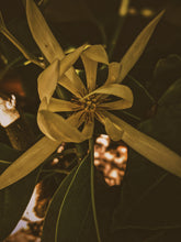 Load image into Gallery viewer, Flowers of the Grail. natural perfume. golden petals spill over the chalice. champaca, tuberose, jasmine sambac, jasmine grandiflorum, ylang ylang and orange blossom. July 2023