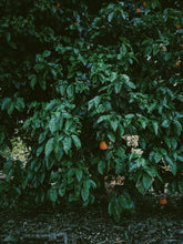 Load image into Gallery viewer, Orange Blossom Soliflore. Concentrated orange blossom natural perfume with in house enfleurage & absolutes. Honeyed, animalic, exotic. Intensely indolic, sweet, and musky with the live fruit essence of orange rind and watery flesh, tea leaves. Dec. 2023