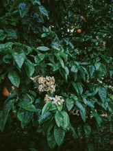 Load image into Gallery viewer, Orange Blossom Soliflore. Concentrated orange blossom natural perfume with in house enfleurage & absolutes. Honeyed, animalic, exotic. Intensely indolic, sweet, and musky with the live fruit essence of orange rind and watery flesh, tea leaves. Dec. 2023