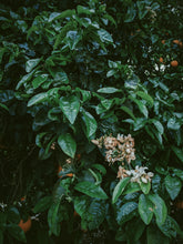 Load image into Gallery viewer, Orange Blossom Soliflore. Concentrated orange blossom natural perfume with in house enfleurage & absolutes. Honeyed, animalic, exotic. Intensely indolic, sweet, and musky with the live fruit essence of orange rind and watery flesh, tea leaves. Dec. 2023