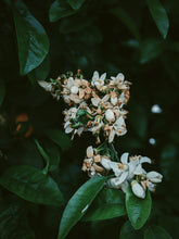 Load image into Gallery viewer, Orange Blossom Soliflore. Concentrated orange blossom natural perfume with in house enfleurage & absolutes. Honeyed, animalic, exotic. Intensely indolic, sweet, and musky with the live fruit essence of orange rind and watery flesh, tea leaves. Dec. 2023