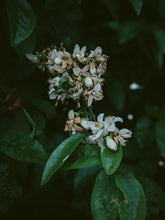 Load image into Gallery viewer, Orange Blossom Soliflore. Concentrated orange blossom natural perfume with in house enfleurage & absolutes. Honeyed, animalic, exotic. Intensely indolic, sweet, and musky with the live fruit essence of orange rind and watery flesh, tea leaves. Dec. 2023