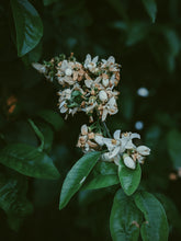 Load image into Gallery viewer, Orange Blossom Soliflore. Concentrated orange blossom natural perfume with in house enfleurage & absolutes. Honeyed, animalic, exotic. Intensely indolic, sweet, and musky with the live fruit essence of orange rind and watery flesh, tea leaves. Dec. 2023