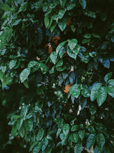 Load image into Gallery viewer, Orange Blossom Soliflore. Concentrated orange blossom natural perfume with in house enfleurage & absolutes. Honeyed, animalic, exotic. Intensely indolic, sweet, and musky with the live fruit essence of orange rind and watery flesh, tea leaves. Dec. 2023