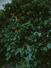 Load image into Gallery viewer, Orange Blossom Soliflore. Concentrated orange blossom natural perfume with in house enfleurage & absolutes. Honeyed, animalic, exotic. Intensely indolic, sweet, and musky with the live fruit essence of orange rind and watery flesh, tea leaves. Dec. 2023