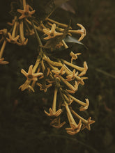 Load image into Gallery viewer, Cestrum Nocturnum Soliflore. Concentrated night-blooming jasmine natural perfume with in house C. nocturnum enfleurage and absolutes. Rare. Vernix on décolletage, a cherry dirge, honeysuckle nectar, dark sweet compote. October 2023