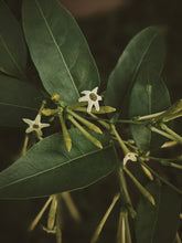 Load image into Gallery viewer, Cestrum Nocturnum Soliflore. Concentrated night-blooming jasmine natural perfume with in house C. nocturnum enfleurage and absolutes. Rare. Vernix on décolletage, a cherry dirge, honeysuckle nectar, dark sweet compote. October 2023