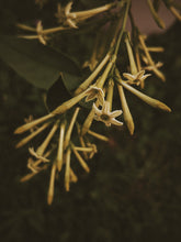 Load image into Gallery viewer, Cestrum Nocturnum Soliflore. Concentrated night-blooming jasmine natural perfume with in house C. nocturnum enfleurage and absolutes. Rare. Vernix on décolletage, a cherry dirge, honeysuckle nectar, dark sweet compote. October 2023