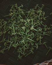 Load image into Gallery viewer, Cestrum Nocturnum Soliflore. Concentrated night-blooming jasmine natural perfume with in house C. nocturnum enfleurage and absolutes. Rare. Vernix on décolletage, a cherry dirge, honeysuckle nectar, dark sweet compote. October 2023
