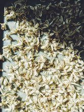 Load image into Gallery viewer, Orange Blossom Soliflore. Concentrated orange blossom natural perfume with in house enfleurage & absolutes. Honeyed, animalic, exotic. Intensely indolic, sweet, and musky with the live fruit essence of orange rind and watery flesh, tea leaves. Dec. 2023