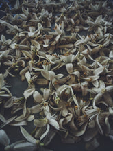 Load image into Gallery viewer, Orange Blossom Soliflore. Concentrated orange blossom natural perfume with in house enfleurage & absolutes. Honeyed, animalic, exotic. Intensely indolic, sweet, and musky with the live fruit essence of orange rind and watery flesh, tea leaves. Dec. 2023