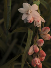 Load image into Gallery viewer, Caxixanath (Hidden Flower). natural perfume. Tuberose, gardenia, vanilla. April 2024