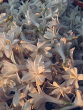 Load image into Gallery viewer, Caxixanath (Hidden Flower). natural perfume. Tuberose, gardenia, vanilla. April 2024
