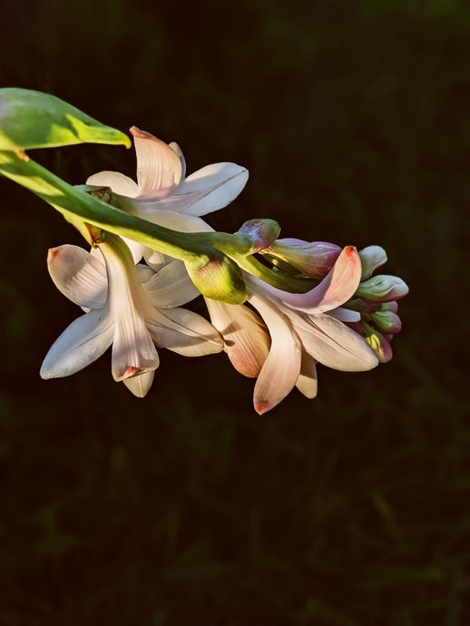 Londonflower. natural perfume. Tuberose, gardenia, vanilla. April 2024