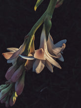 Load image into Gallery viewer, Caxixanath (Hidden Flower). natural perfume. Tuberose, gardenia, vanilla. April 2024