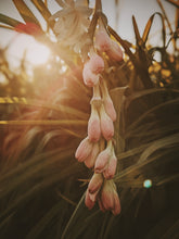 Load image into Gallery viewer, Caxixanath (Hidden Flower). natural perfume. Tuberose, gardenia, vanilla. April 2024