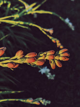 Load image into Gallery viewer, Caxixanath (Hidden Flower). natural perfume. Tuberose, gardenia, vanilla. April 2024