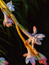 Load image into Gallery viewer, Caxixanath (Hidden Flower). natural perfume. Tuberose, gardenia, vanilla. April 2024