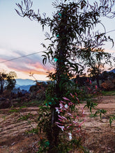 Load image into Gallery viewer, Jasminum Polyanthum Enfleurage - supercharged November 2023-February 2024. Pink or Winter Jasmine. Runs the gamut from fresh banana smoothie, to the vulgarity of cheerios, with a spontaneous sandalwood base note.
