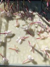 Load image into Gallery viewer, Jasminum Polyanthum Enfleurage - supercharged November 2023-February 2024. Pink or Winter Jasmine. Runs the gamut from fresh banana smoothie, to the vulgarity of cheerios, with a spontaneous sandalwood base note.