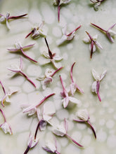 Load image into Gallery viewer, Jasminum Polyanthum Enfleurage - supercharged November 2023-February 2024. Pink or Winter Jasmine. Runs the gamut from fresh banana smoothie, to the vulgarity of cheerios, with a spontaneous sandalwood base note.