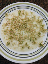 Load image into Gallery viewer, Osmanthus Enfleurage - supercharged November 2023-February 2024. Ripe floral aroma of apricot, peach, honeysuckle and jasmine combined with suave olive oil, balsam, and patchouli back notes.