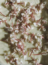 Load image into Gallery viewer, Jasminum Polyanthum Enfleurage - supercharged November 2023-February 2024. Pink or Winter Jasmine. Runs the gamut from fresh banana smoothie, to the vulgarity of cheerios, with a spontaneous sandalwood base note.