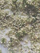 Load image into Gallery viewer, Osmanthus Enfleurage - supercharged November 2023-February 2024. Ripe floral aroma of apricot, peach, honeysuckle and jasmine combined with suave olive oil, balsam, and patchouli back notes.