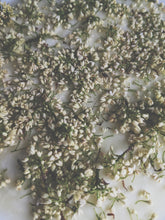 Load image into Gallery viewer, Osmanthus Enfleurage - supercharged November 2023-February 2024. Ripe floral aroma of apricot, peach, honeysuckle and jasmine combined with suave olive oil, balsam, and patchouli back notes.