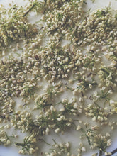 Load image into Gallery viewer, Osmanthus Enfleurage - supercharged November 2023-February 2024. Ripe floral aroma of apricot, peach, honeysuckle and jasmine combined with suave olive oil, balsam, and patchouli back notes.