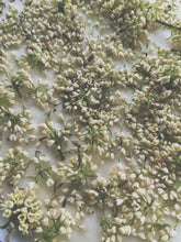 Load image into Gallery viewer, Osmanthus Enfleurage - supercharged November 2023-February 2024. Ripe floral aroma of apricot, peach, honeysuckle and jasmine combined with suave olive oil, balsam, and patchouli back notes.