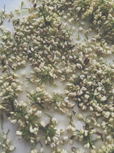 Load image into Gallery viewer, Osmanthus Enfleurage - supercharged November 2023-February 2024. Ripe floral aroma of apricot, peach, honeysuckle and jasmine combined with suave olive oil, balsam, and patchouli back notes.