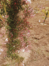 Load image into Gallery viewer, Jasminum Polyanthum Enfleurage - supercharged November 2023-February 2024. Pink or Winter Jasmine. Runs the gamut from fresh banana smoothie, to the vulgarity of cheerios, with a spontaneous sandalwood base note.