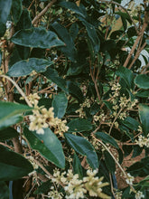 Load image into Gallery viewer, Osmanthus Enfleurage - supercharged November 2023-February 2024. Ripe floral aroma of apricot, peach, honeysuckle and jasmine combined with suave olive oil, balsam, and patchouli back notes.