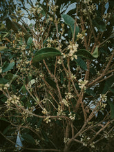 Load image into Gallery viewer, Osmanthus Enfleurage - supercharged November 2023-February 2024. Ripe floral aroma of apricot, peach, honeysuckle and jasmine combined with suave olive oil, balsam, and patchouli back notes.