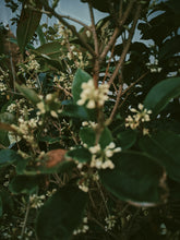 Load image into Gallery viewer, Osmanthus Enfleurage - supercharged November 2023-February 2024. Ripe floral aroma of apricot, peach, honeysuckle and jasmine combined with suave olive oil, balsam, and patchouli back notes.