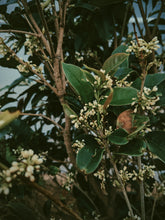 Load image into Gallery viewer, Osmanthus Enfleurage - supercharged November 2023-February 2024. Ripe floral aroma of apricot, peach, honeysuckle and jasmine combined with suave olive oil, balsam, and patchouli back notes.