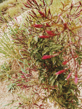 Load image into Gallery viewer, Jasminum Polyanthum Enfleurage - supercharged November 2023-February 2024. Pink or Winter Jasmine. Runs the gamut from fresh banana smoothie, to the vulgarity of cheerios, with a spontaneous sandalwood base note.