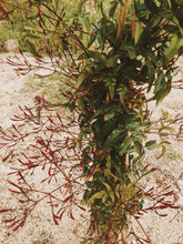 Load image into Gallery viewer, Jasminum Polyanthum Enfleurage - supercharged November 2023-February 2024. Pink or Winter Jasmine. Runs the gamut from fresh banana smoothie, to the vulgarity of cheerios, with a spontaneous sandalwood base note.